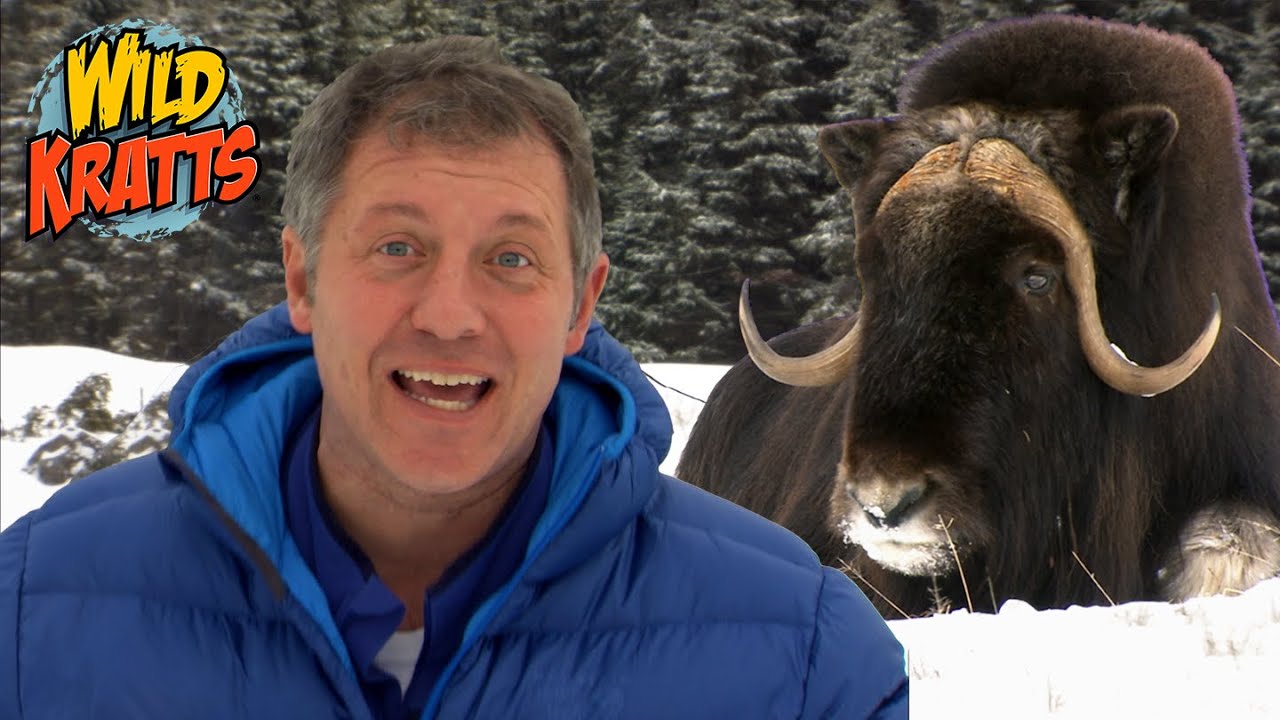 Musk Ox Creature Powers! | Wild Kratts 