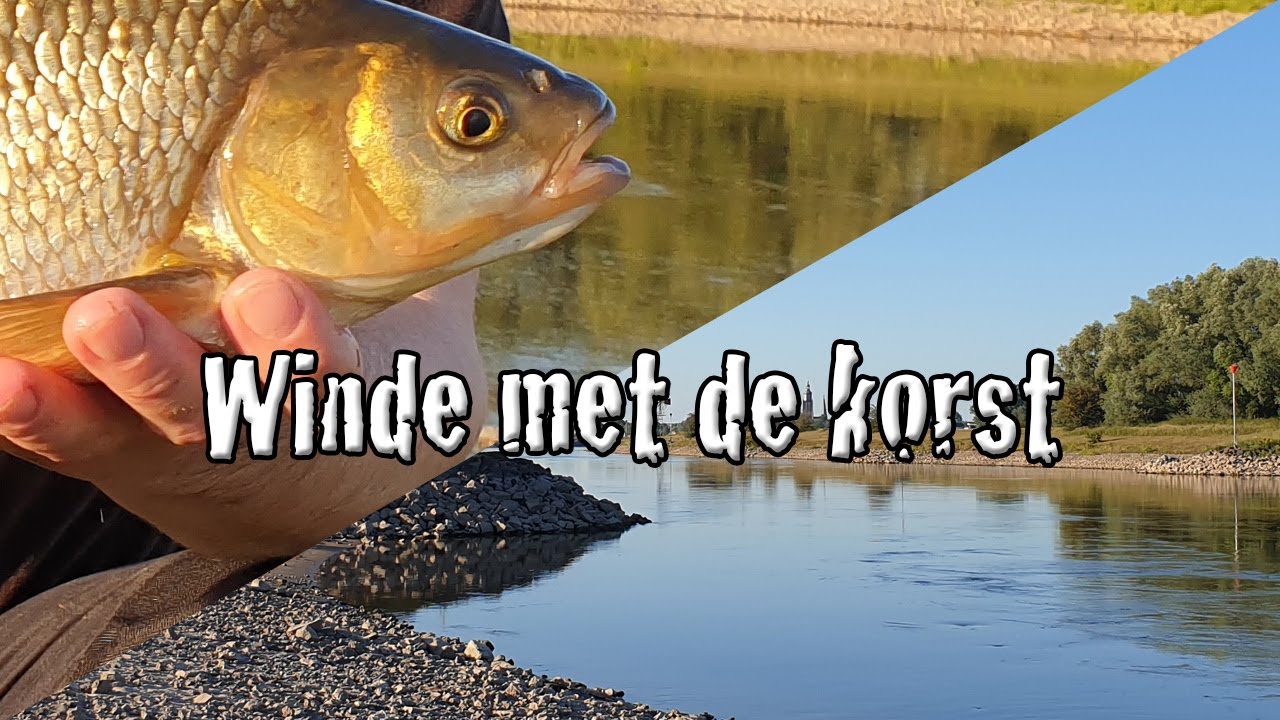 Vissen op windes met de broodkorst
