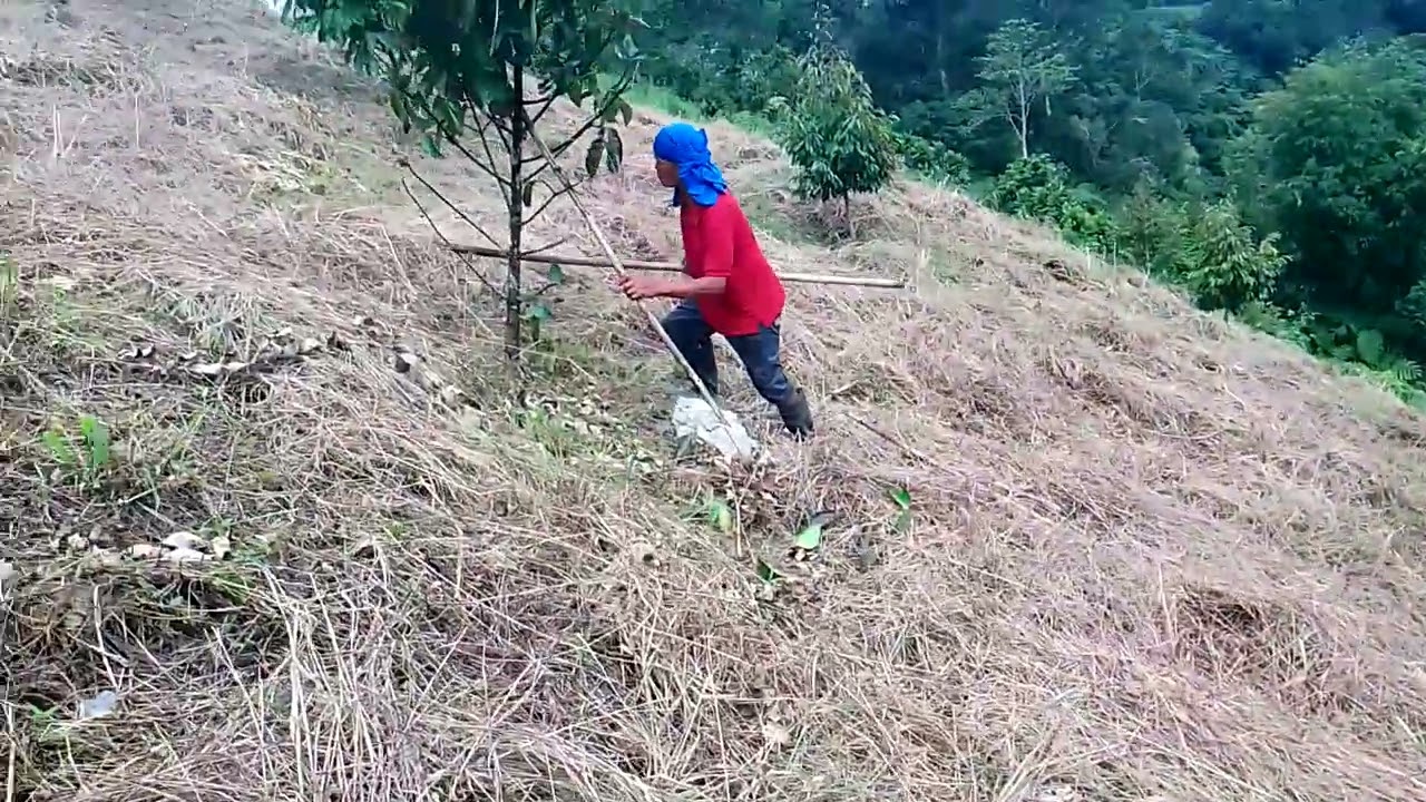 Dominguez durian farm visit