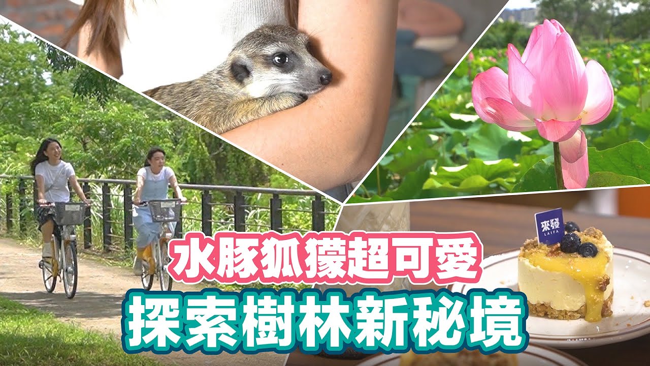 樹林區隱藏秘境！老屋改建的美食餐廳，還有水豚、狐蒙，再到社區裡的咖啡廳喝一杯☕️【📍Follow新北】