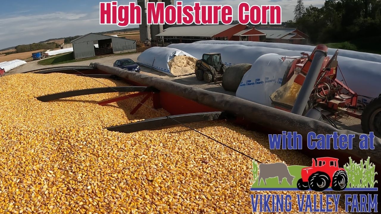 Превращение кукурузы в корм &mdash; переработка кукурузы с высоким содержанием влаги для молочного стада