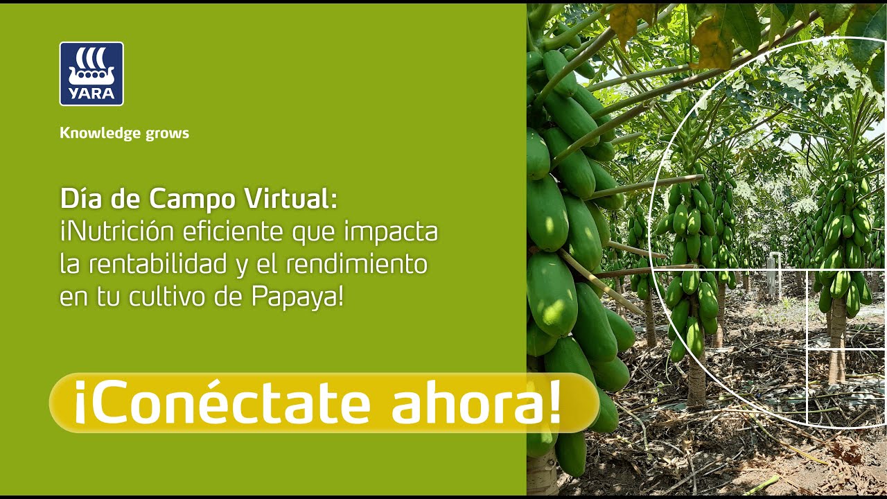 MX - Día de Campo en Papaya