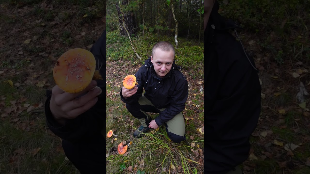 Muchomor czerwony (łac. Amanita muscaria) - jadalny czy trujący? #grzyby #natura