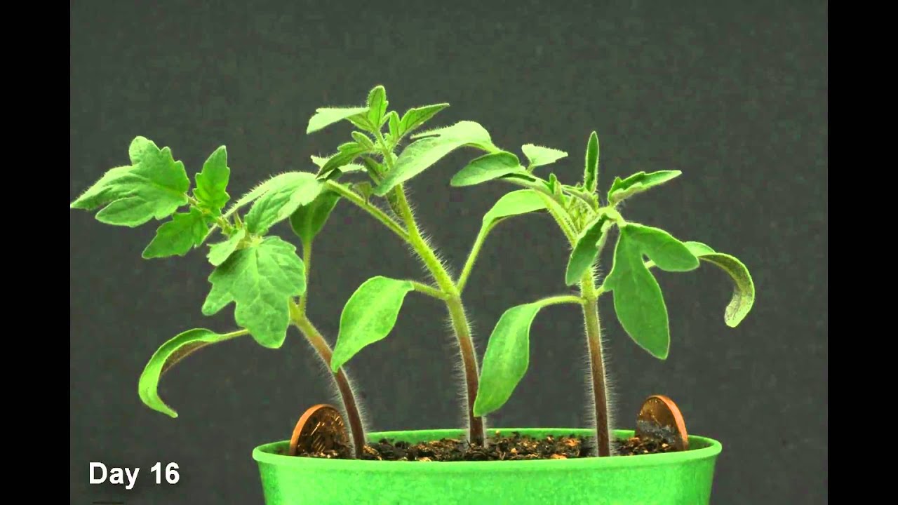 Time Lapse - Tomato Plant HD