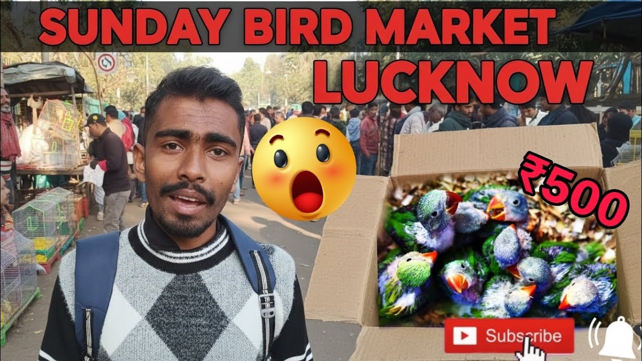 Lucknow Sunday Bird Market 😱 ₹500 me itne rare parrots?