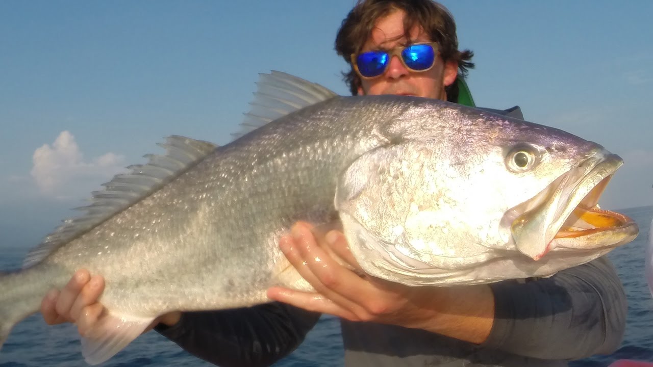 MONSTER SEA TROUT {Corvina} Catch, Clean, Cook and EAT! Tasty Tuesday
