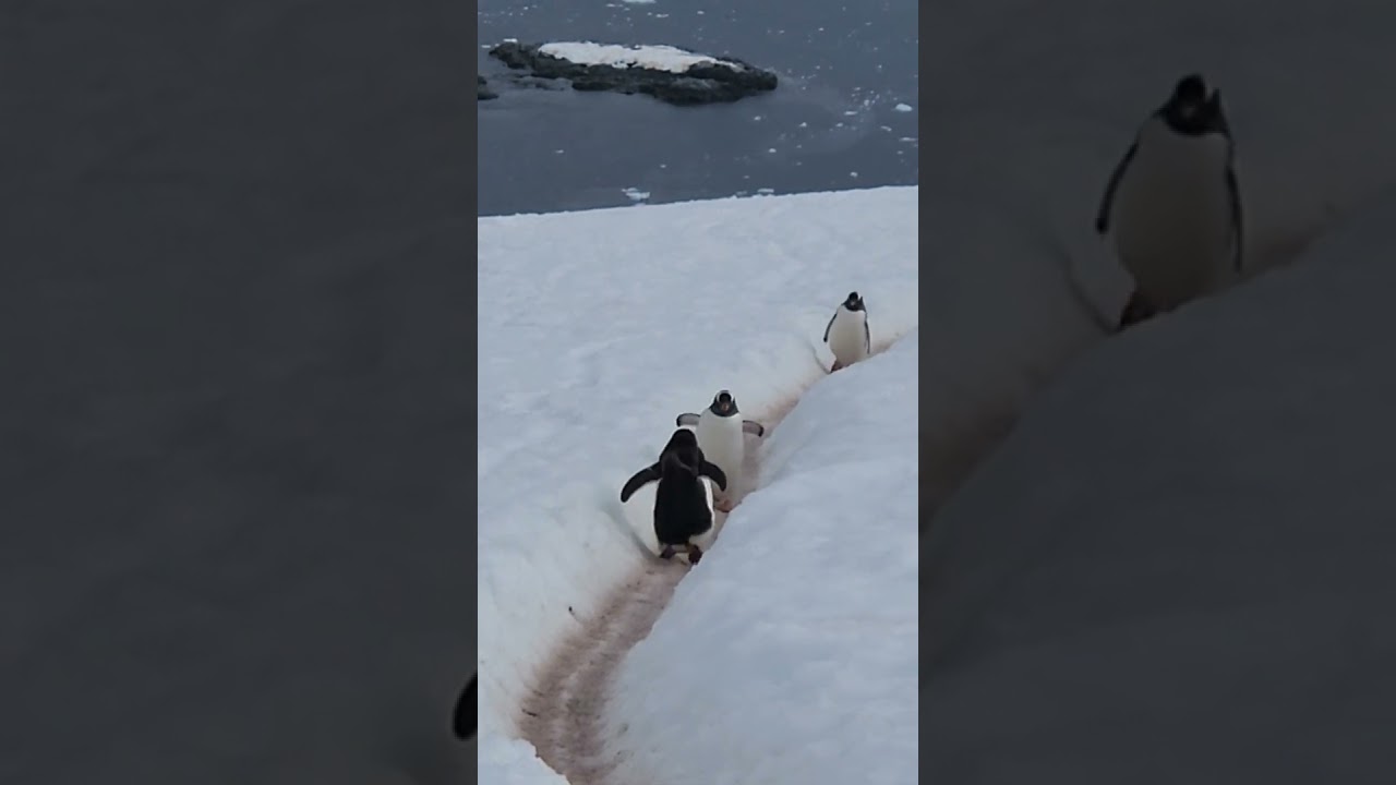 Gentoo Penguins, Antarctica  #nature #antarctica #penguin #shorts #wildlife #travel #animals #birds