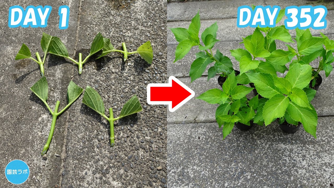 【簡単】アジサイの挿し木のやり方 1年間の流れを大公開！【緑枝挿し】 / How to make hydrangea cuttings