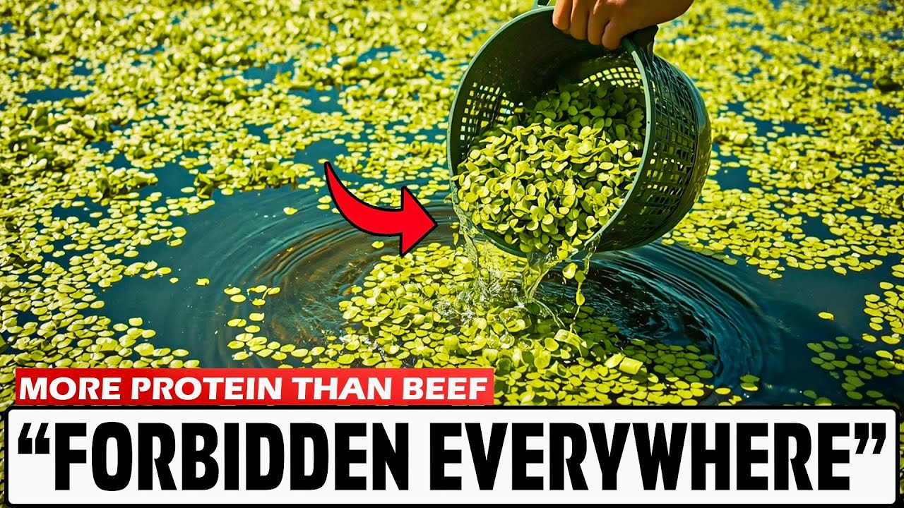 More Protein Than Eggs and Beef, Grows Without Soil, Doubles Every 48 Hours | And Was Almost Erased