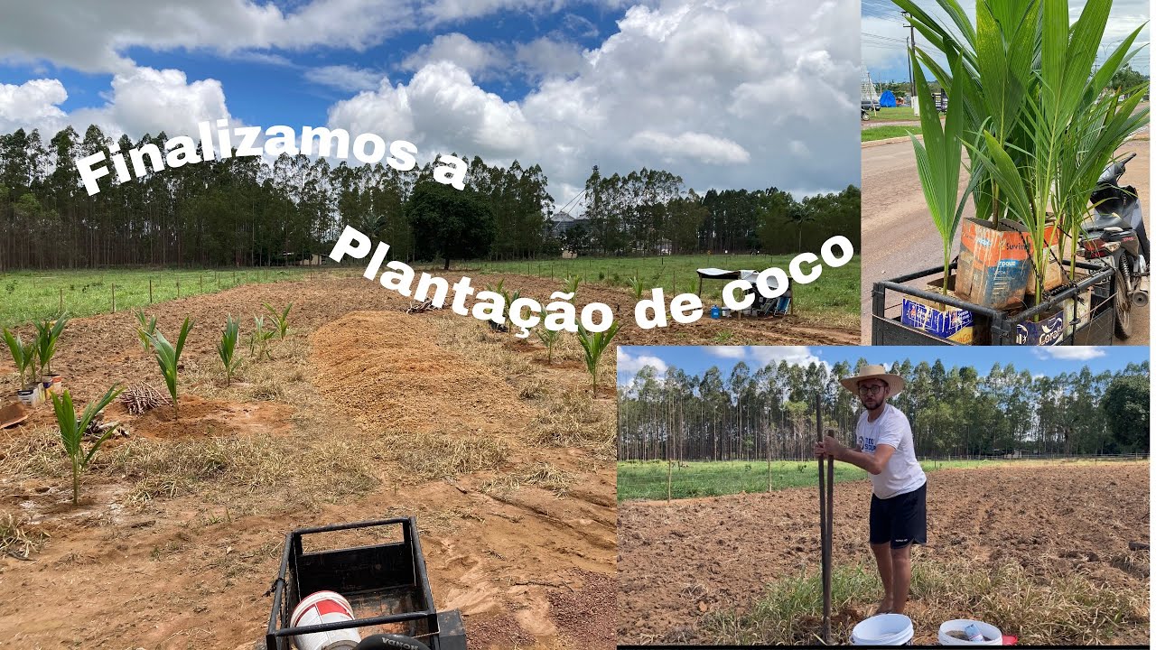 PLANTAMOS COCO NO RANCHO 