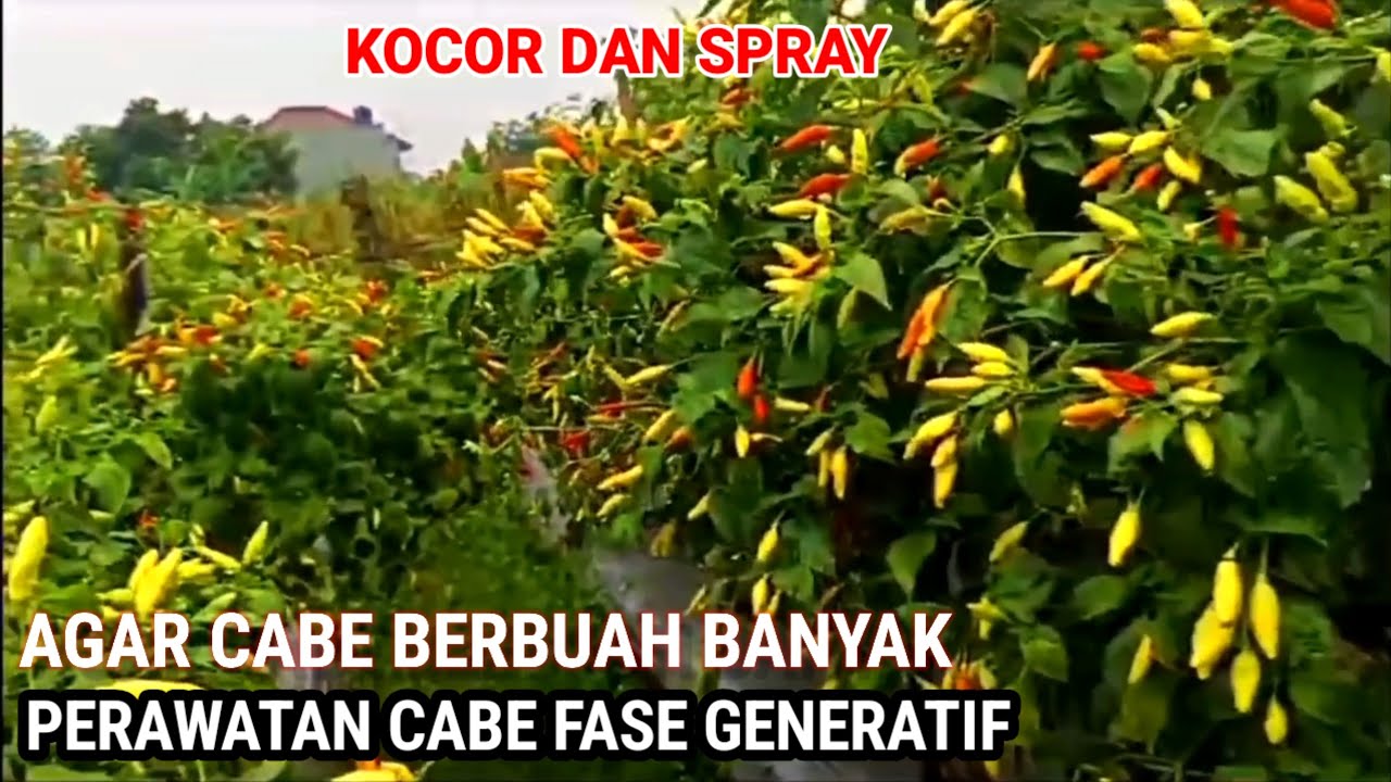 PERAWATAN CABE FASE GENERATIF !!SUPAYA BERBUAH BANYAK
