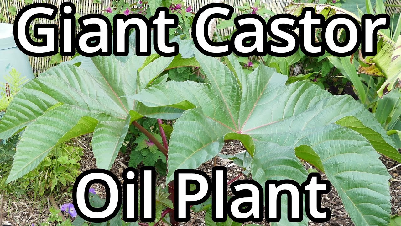 Growing Giant Castor Oil Plants From Seed