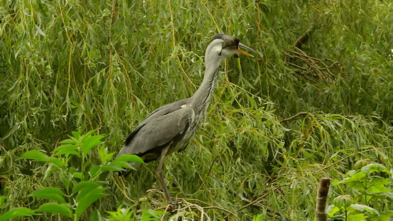 苍鹭活吞小鸭子！鸭妈妈不顾凶险解救，不料把自己也搭进去了