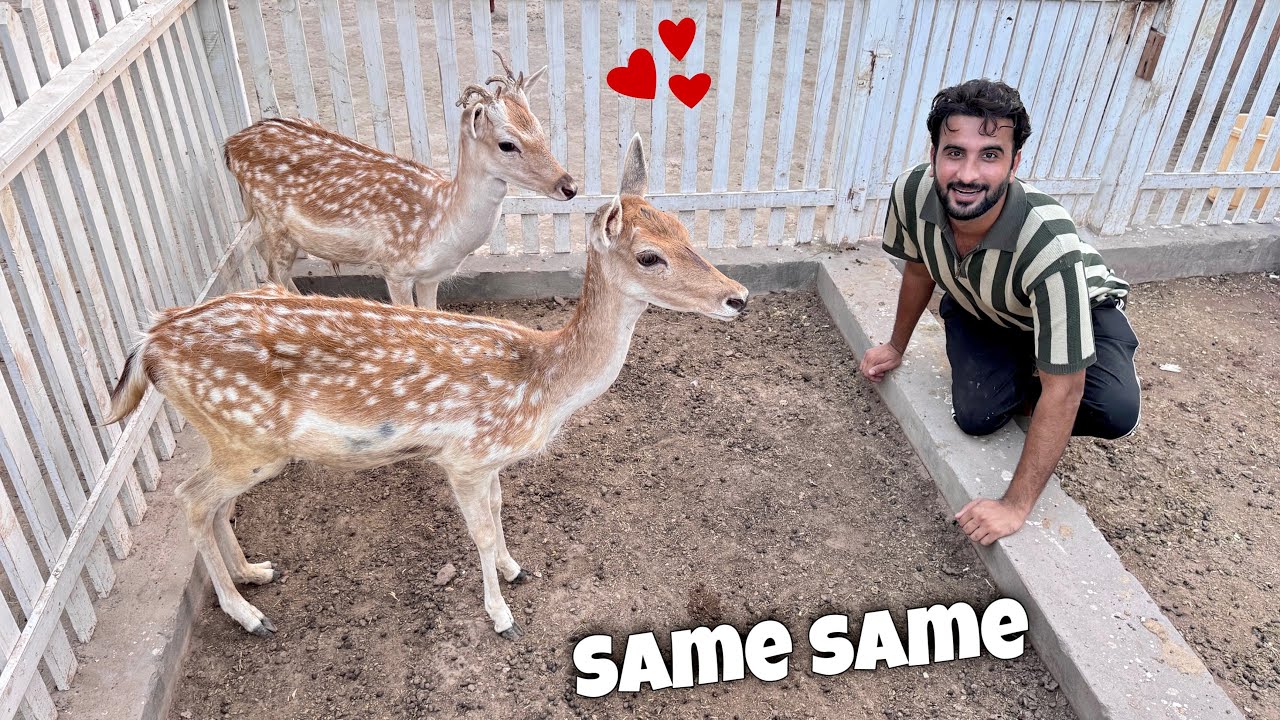 Akhir Hiran Ko Apni Dost Mil Gai 😍 