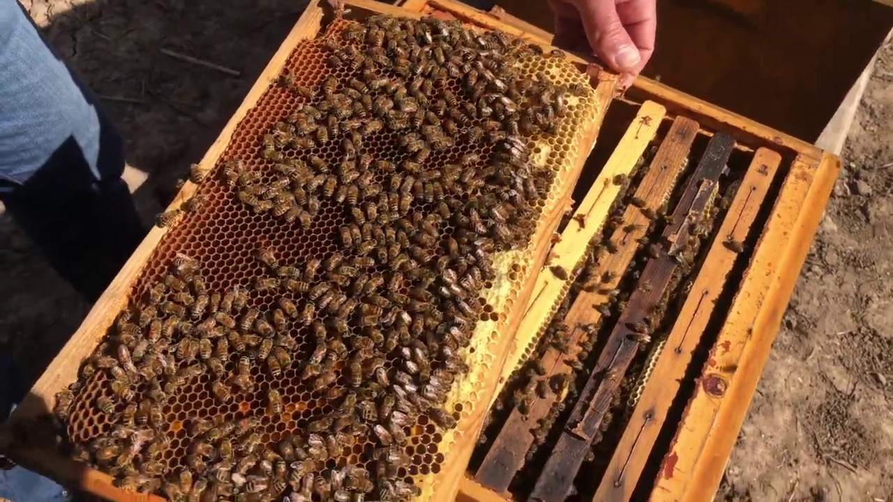 علاج الفاروا بعد مرور  الشتاء على خلايا النحل/تربية النحل /