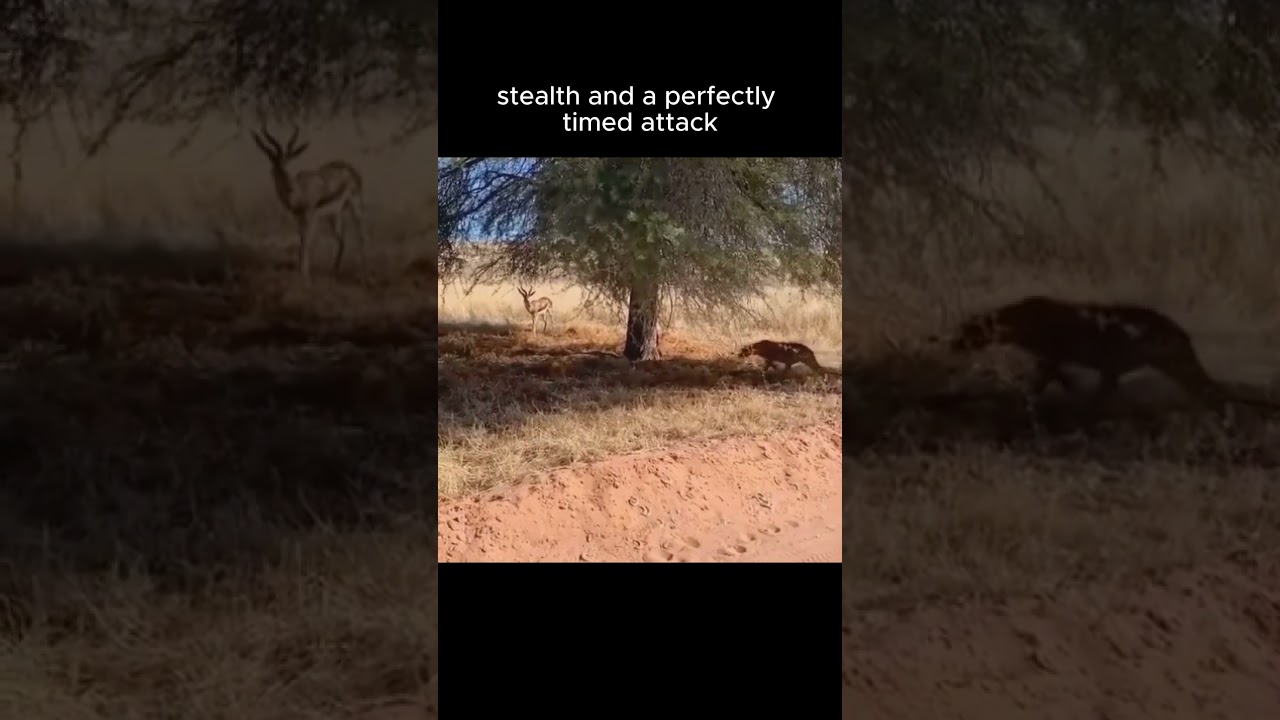 🐆 Stealth Mode: Leopard’s Epic Strike on Impala! 🦌⚡  