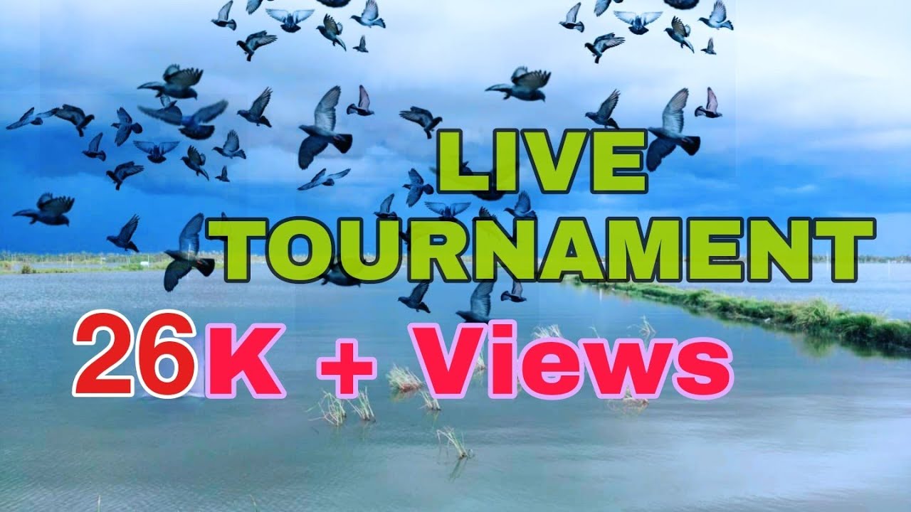 പറവ ടൂർണ്ണമെൻറ് ഫുൾ വിഡിയോ| Live video of pigeon racing tournament