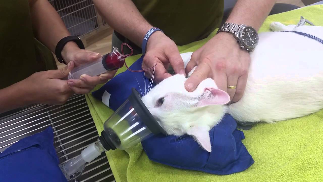Giving a Cat a Blood Transfusion