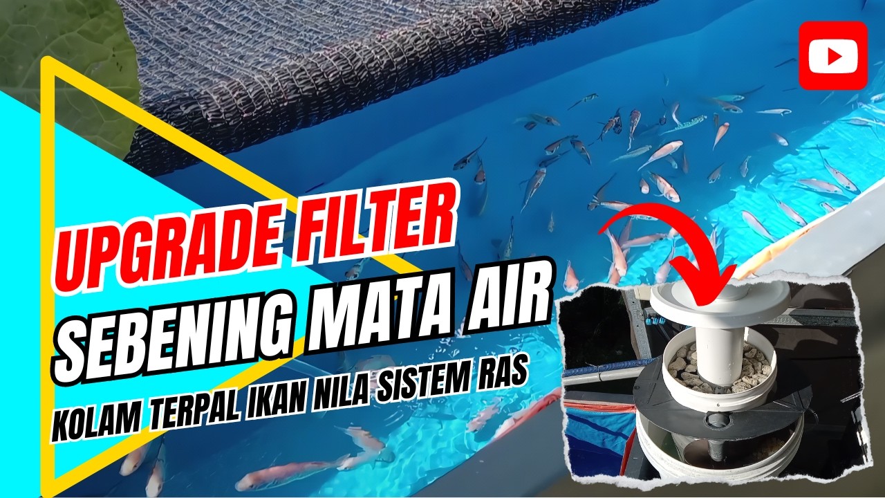 Sebening Mata Air!! Upgrade Filter Kolam Terpal Sistem RAS dari Ember Cat - Budidaya Ikan Nila Merah