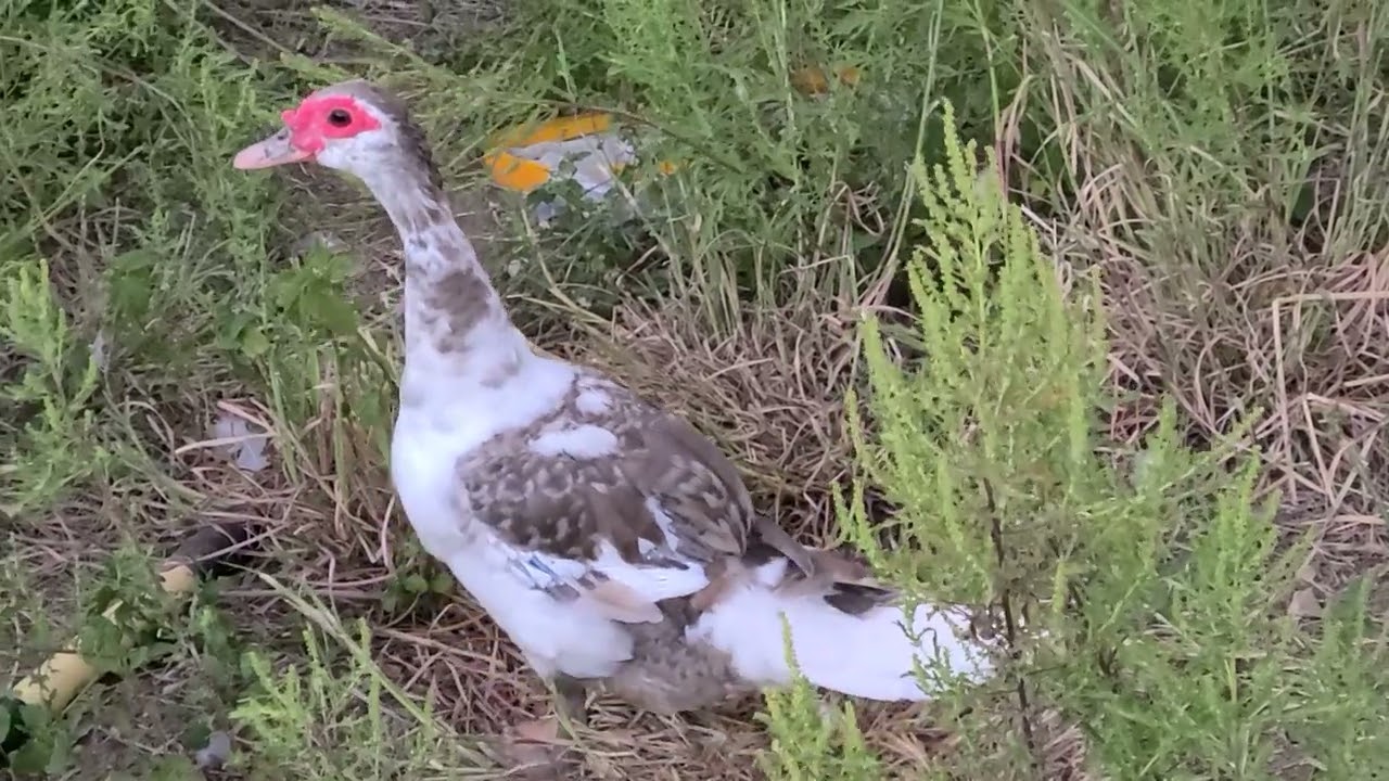 chocolate barred muscovy duck