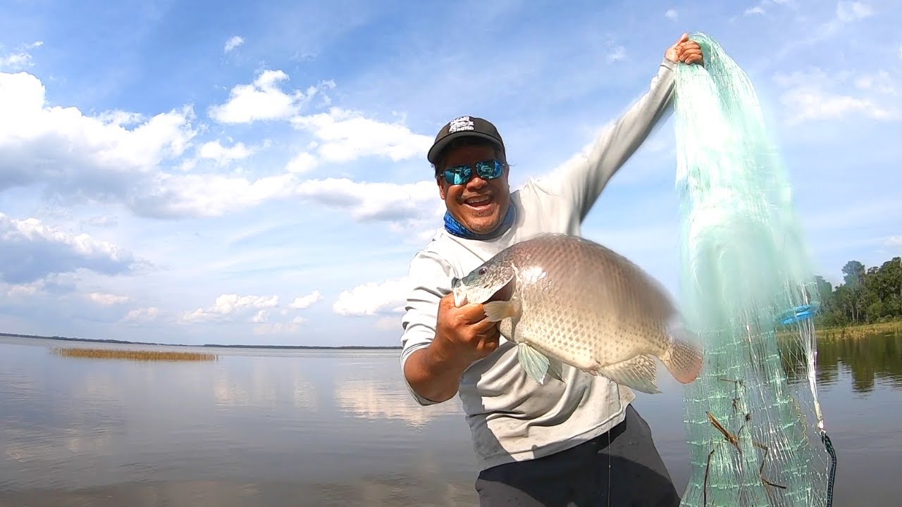 Cast Netting Giant Tilapia