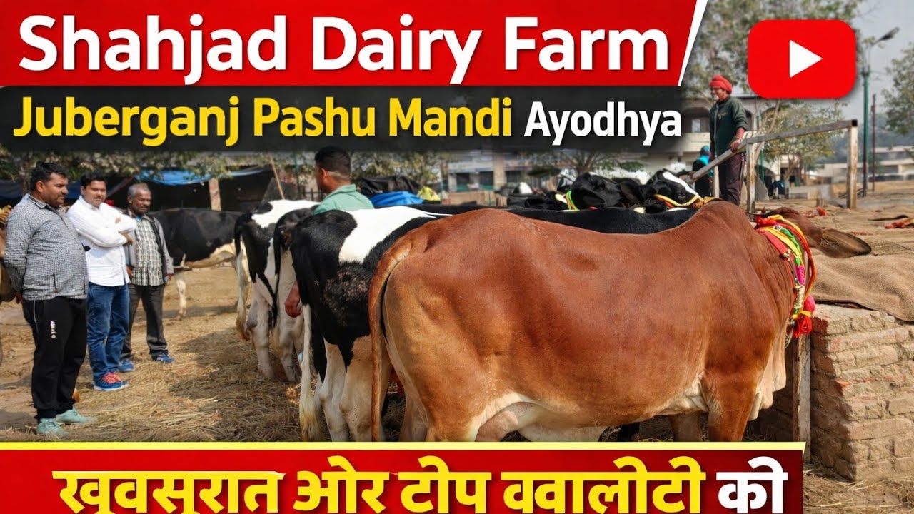 खूबसूरत और टॉप क्वालिटी की गाय लेने के लिए संपर्क करें Shahjad Dairy Farm sohawal Ayodhya UP 