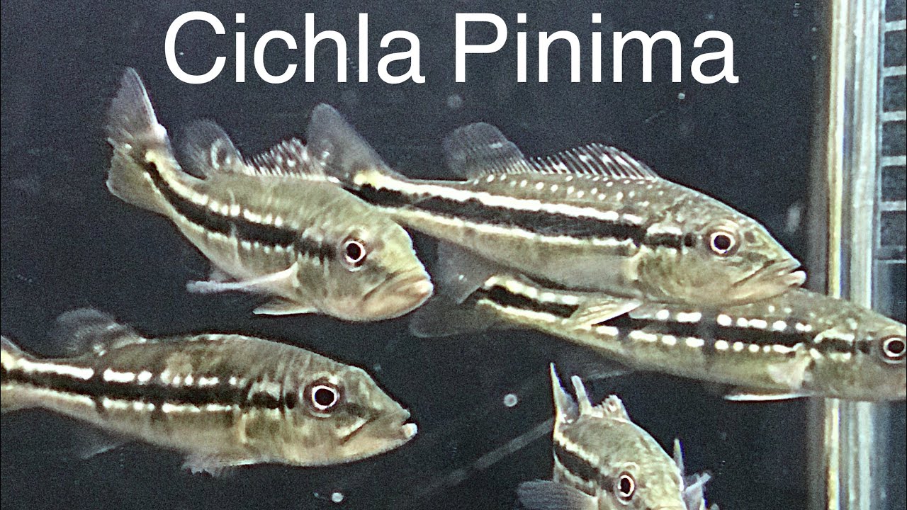 Tucunar&eacute; Pinima / Cichla Pinima -  Alevinos