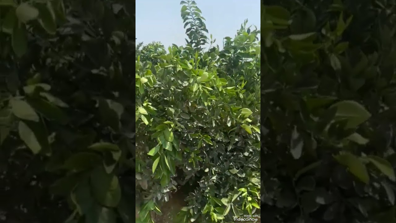 للسفر مزرعة منتجة 200 فدان على طريق مصر الإسكندرية الصحراوي مباشرة رى بحاري كلها لقطة 01127888151