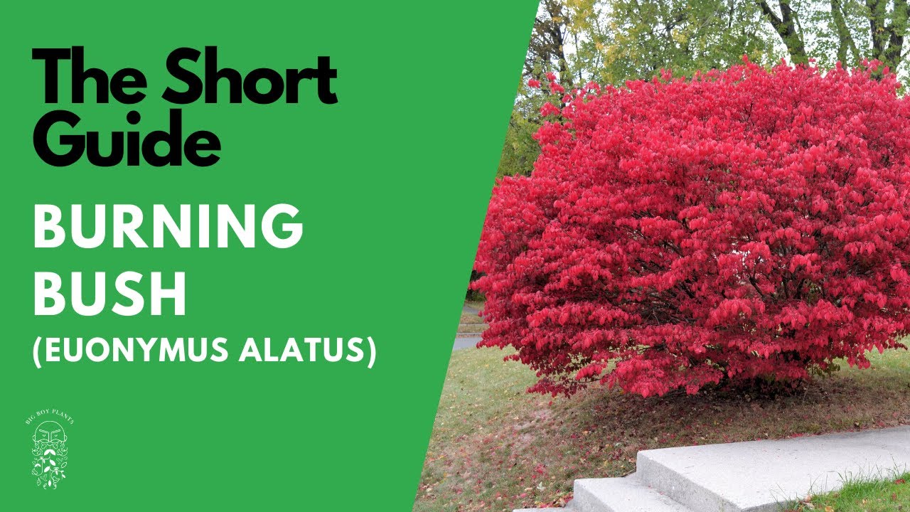 The Short Guide to the Burning Bush (Euonymus Alatus Compactus)