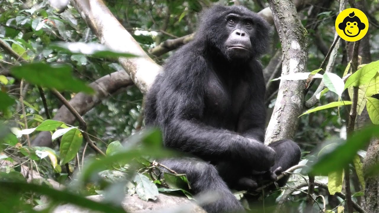Self-grooming of a wild adult male bonobo!【Observations of Bonobos #152】