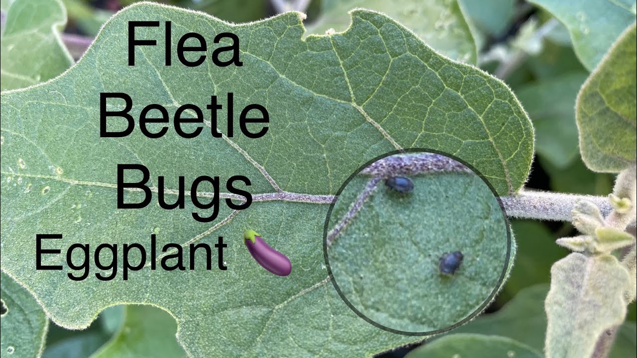 FLEA BEETLE BUGS ON EGGPLANT AND HOW TO CONTROL THEM.