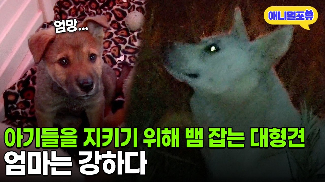 [동물다큐 풀버전] 어미 대형견의 아기들을 지키기 위한 고군분투🔥ㅣKBS 단짝