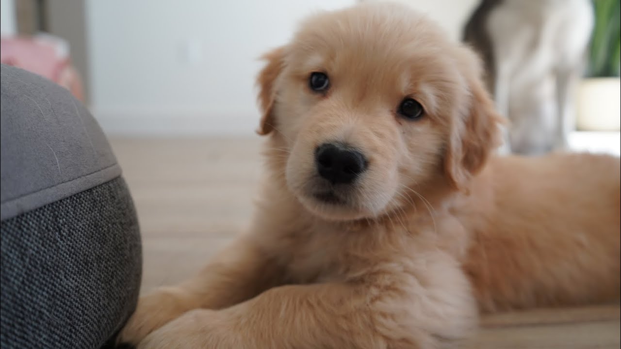 We Brought Home a NEW PUPPY! (see his brother’s reactions!)