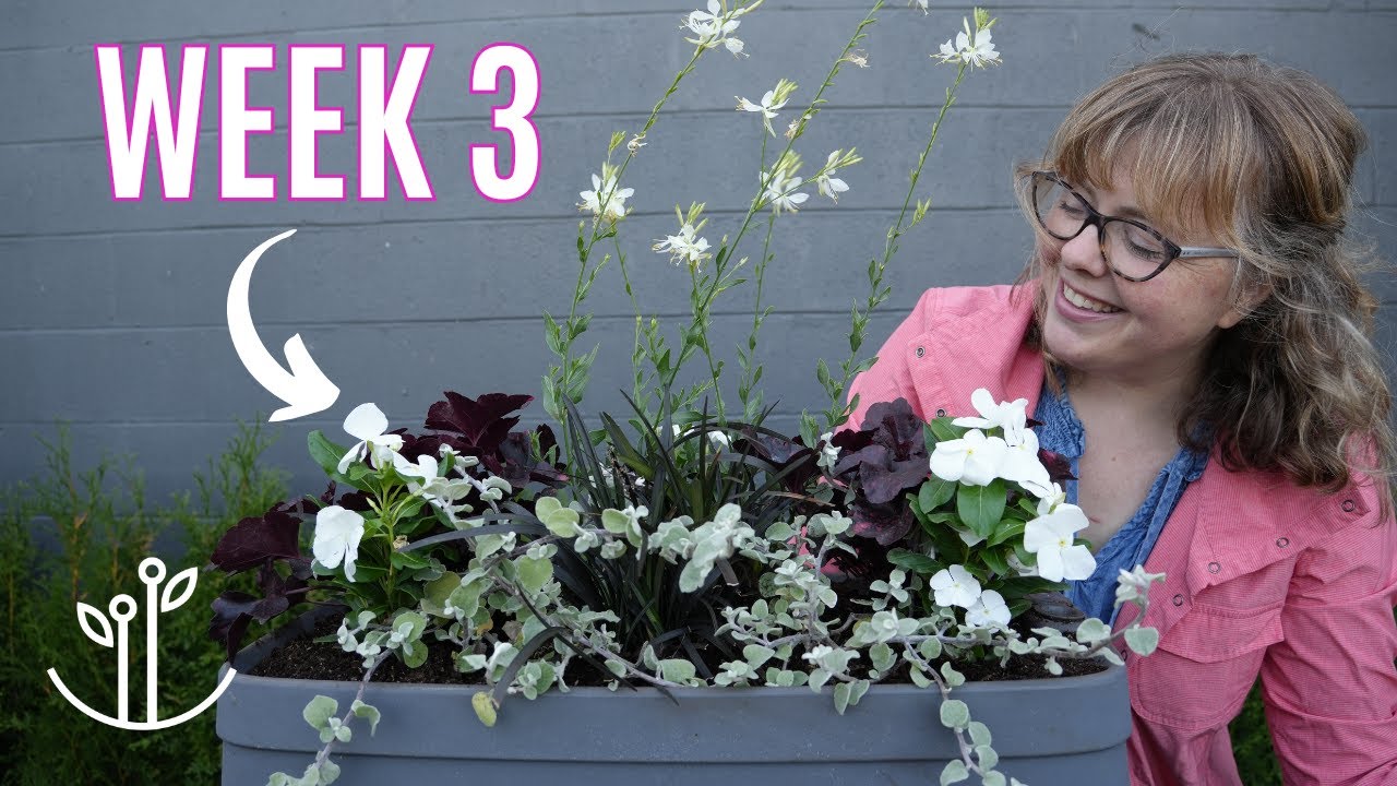 A Modern Moon Garden in a Box 🌙 🖤 | 52 Weeks of Containers 🪴