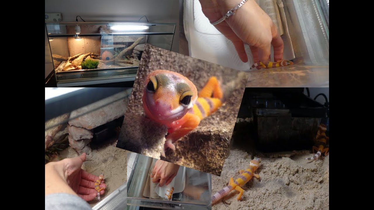 Leopardgecko-Terrarium: Einrichtung eines Glasterrariums