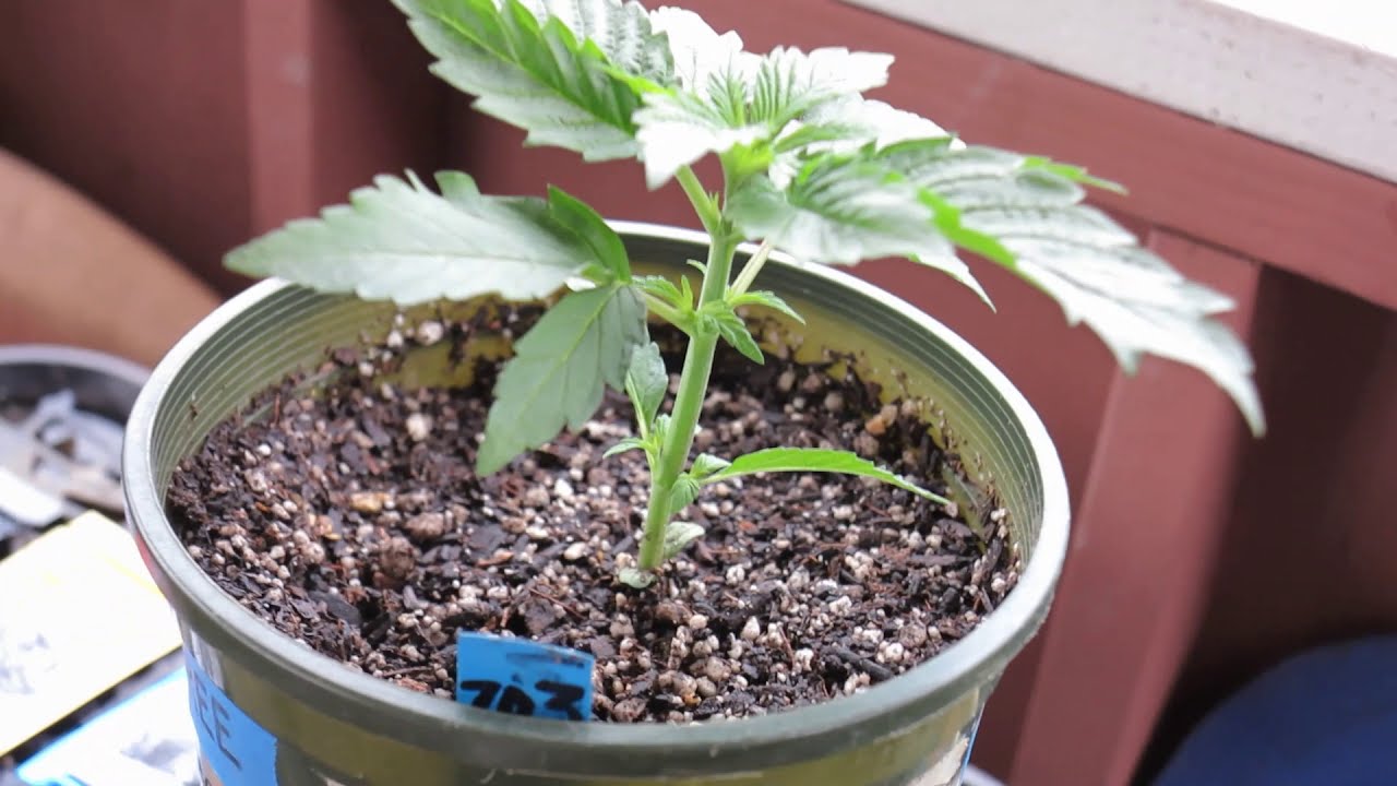 JOSH D OG KUSH CANNABIS - SEVEN D THREE = CERES KUSH X JOSH D OG KUSH