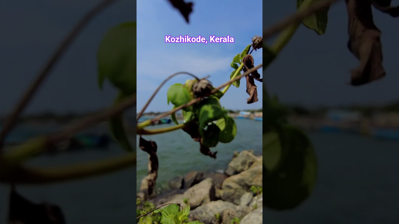 Mesmerizing Beauty of Vellayil Fishing Harbour | Kozhikode, Kerala