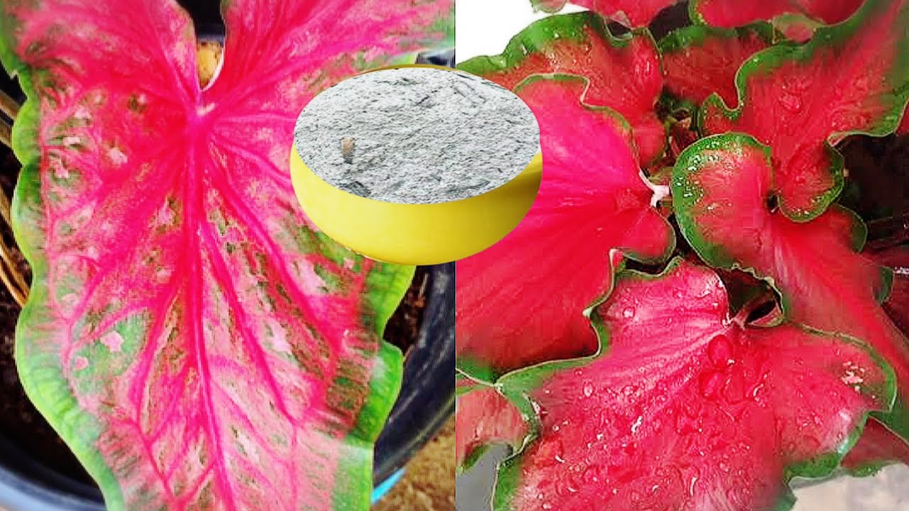 สุดตะลึงรากทะลุในข้ามคืนบอนสีสดแตกกอเก่งต้นอวบแก้ปลูกบอนสีไปต้นเล็กไม่โตใบเหลืองไล่แมลงจบแม่ก้อยพาทำ
