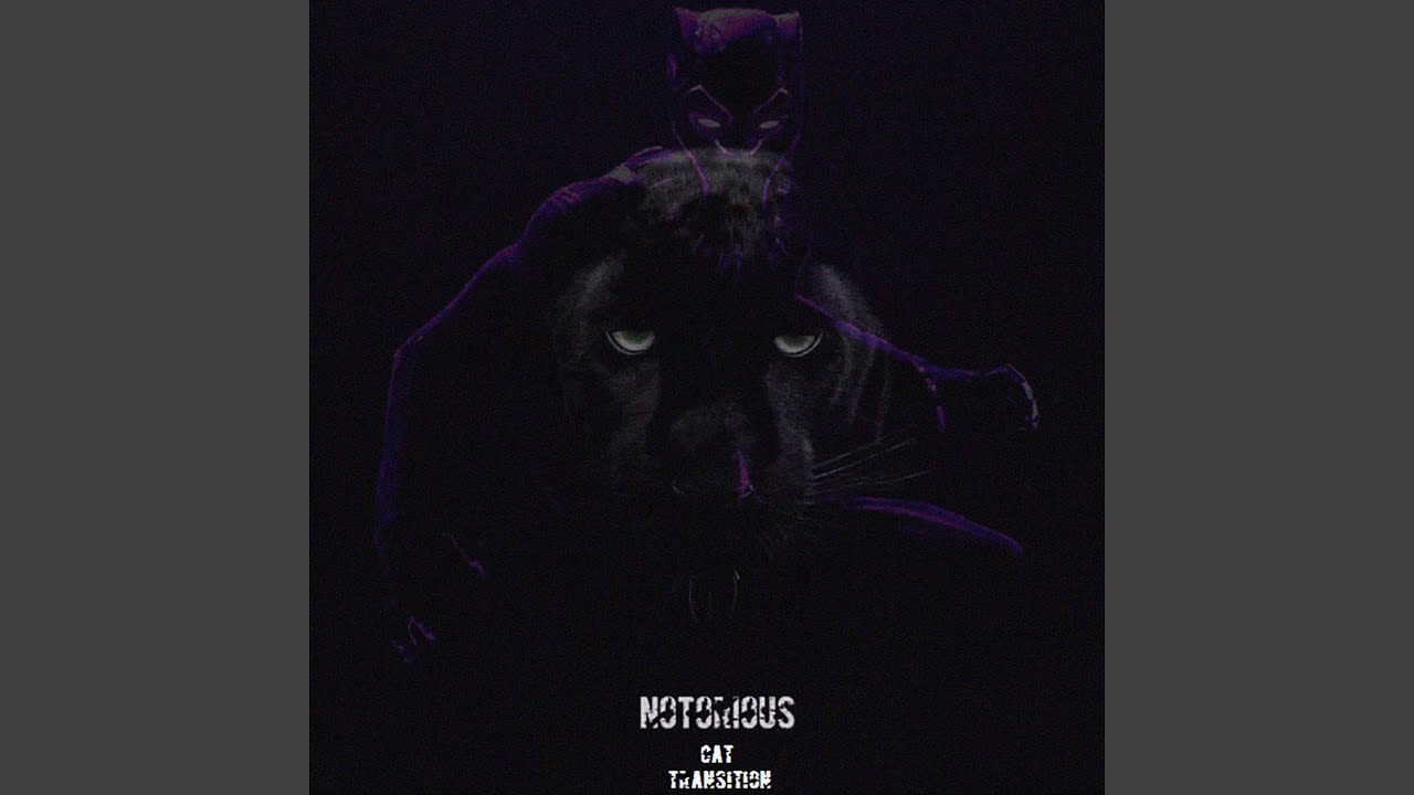Notorious (Cat Transition)