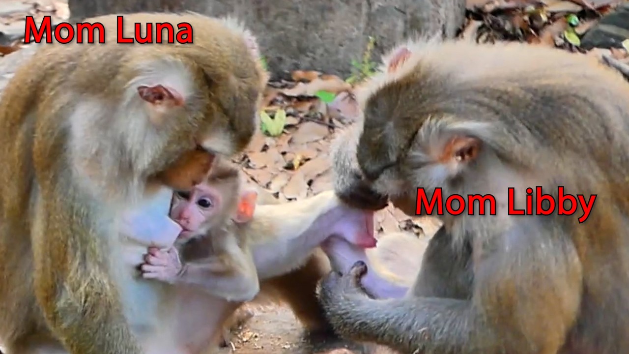 Wow Today Libby try to take her Baby Levi That getting milk from Mom Luna !  , Rainbow,  Amanda