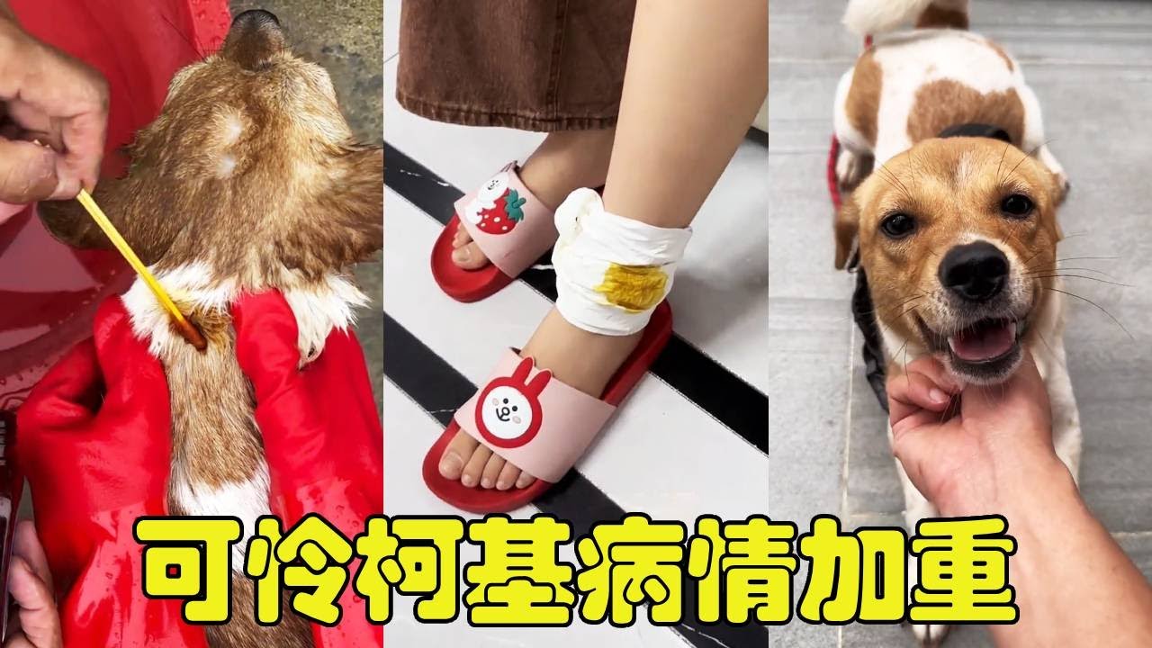 疯狂柯基病情加重，对着女朋友的脚踝又来一口！这下真的要卖到狗肉馆了【勋勋】