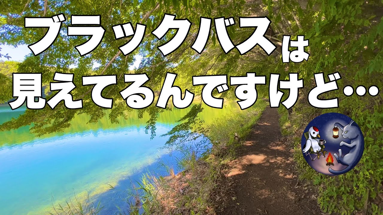 【四尾連湖　水明荘】バス釣りキャンプ⛺️