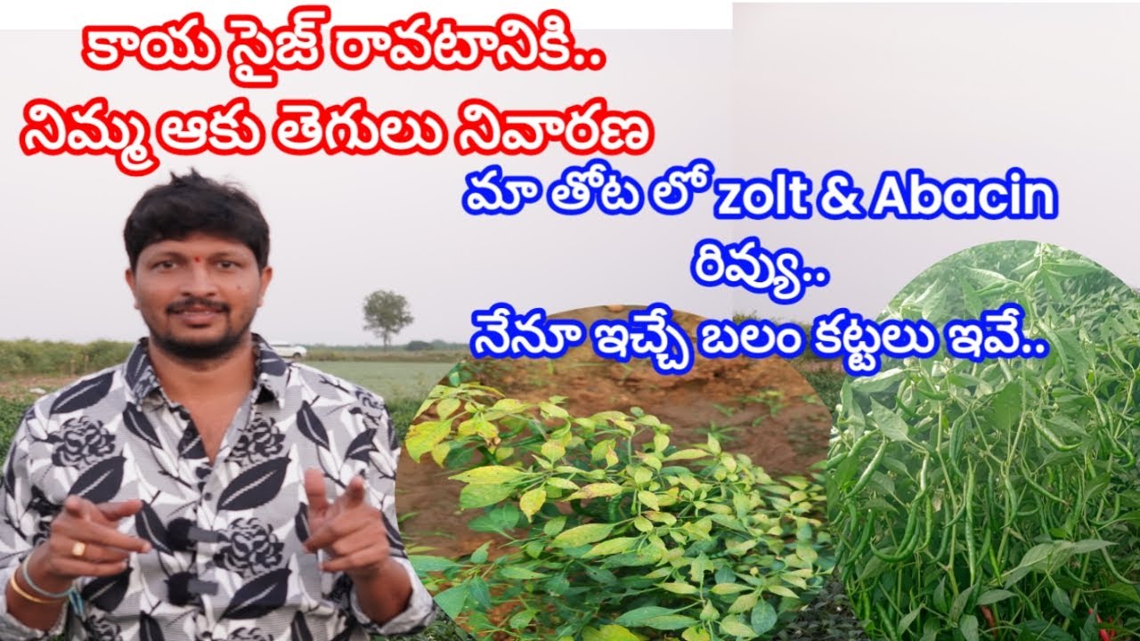 #మిరప లో #కాయా #సైజ్ రావటానికి..#నిమ్మకు #తెగులు కీ పరిష్కారం.. నేనూ వేస్తున్న బలం కట్టలు