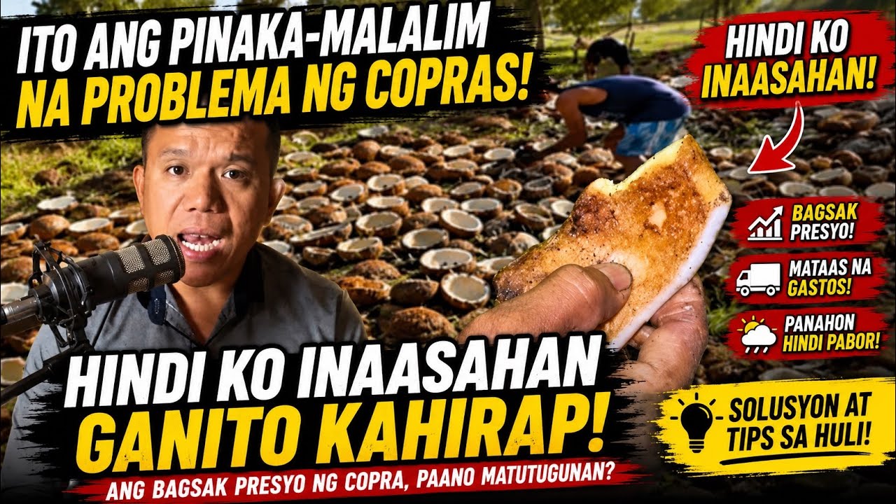 HINDI ko inaasahan ganito Kahirap ang Bagsak Presyo ng Copra, Paano natin masolusyunan? #virslshorts