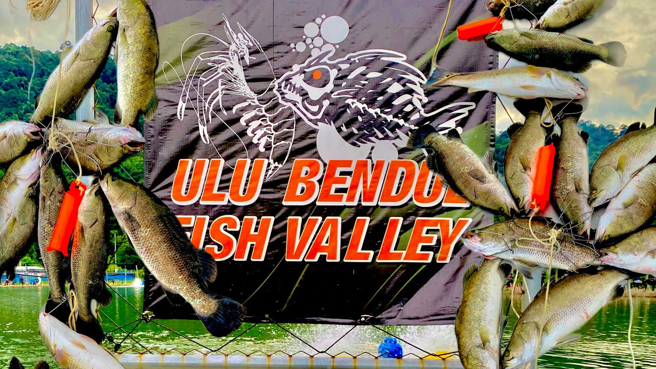 Gasak Hanyir Ikan Siakap di ULU BENDUL FISH VALLEY | Kolam B.