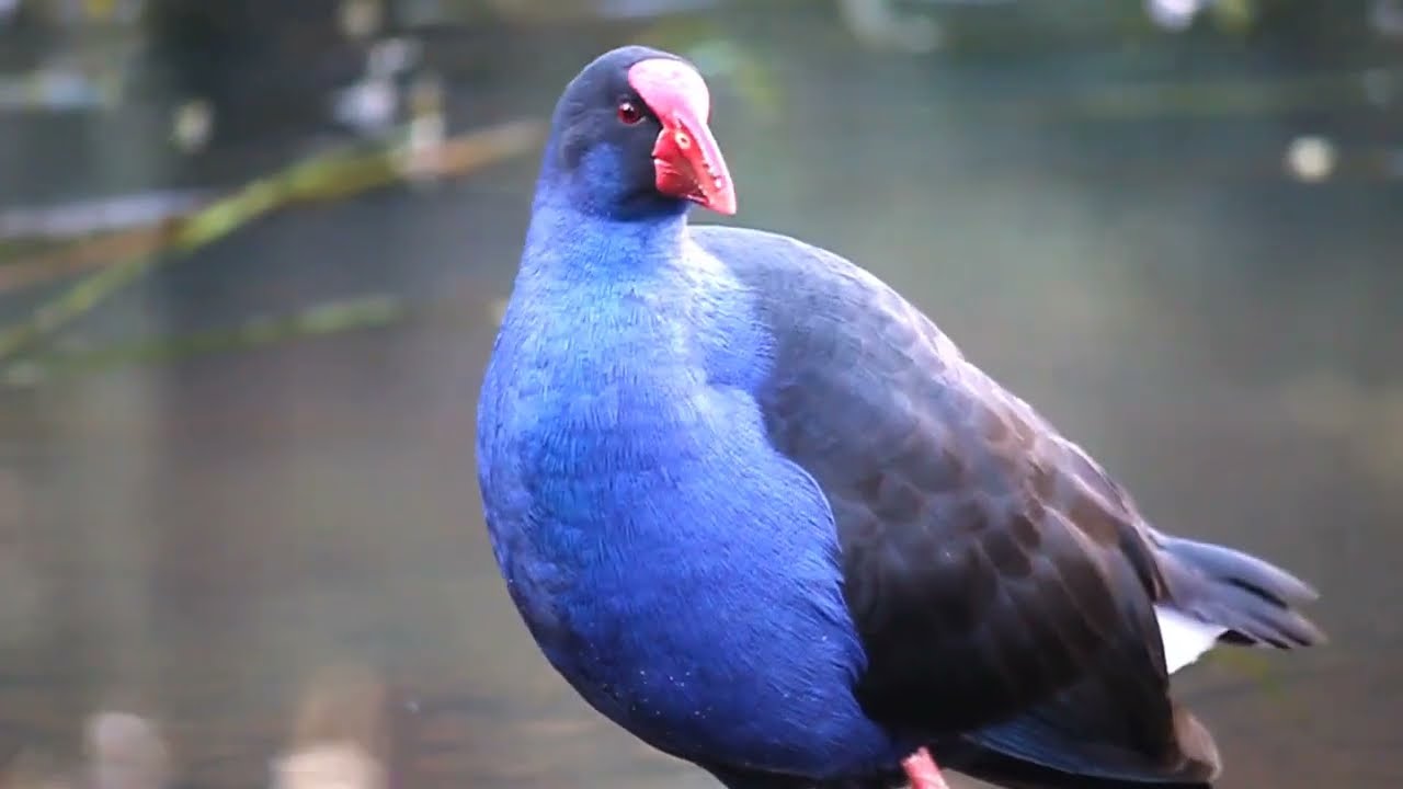 Moorhen, or Purple Swamphen #beautifulbird #birdsofaustralia #waterbirds #moorhens #wildlife #nature