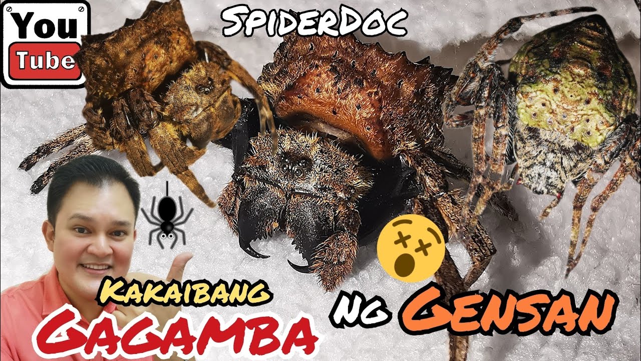 UNBOXING: Mga KAKAIBANG Gagamba ng GENSAN. BARK SPIDER at WRAP AROUND SPIDER. New SPECIES.