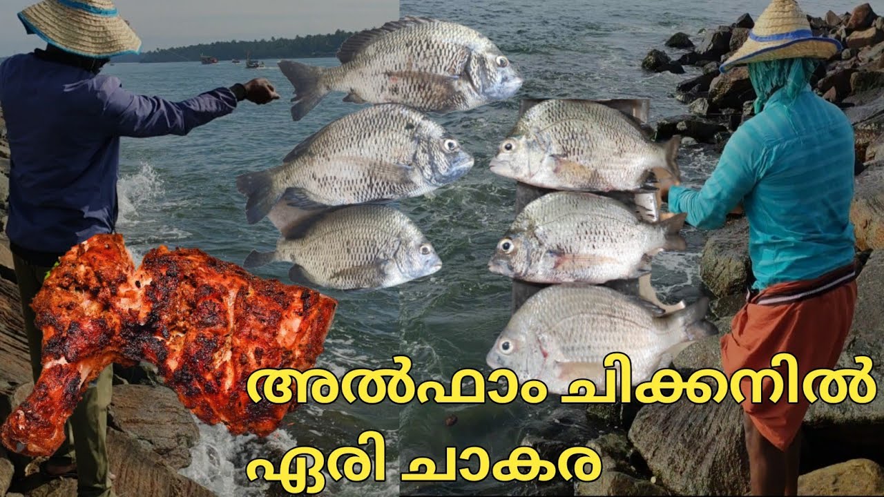 കൈ ചൂണ്ടയിൽ അൽഫാം ചിക്കൻ ഉപയോഗിച്ച് മീൻ പിടുത്തം/Catching Fish using Alfam Chicken 🍗🐟🐟