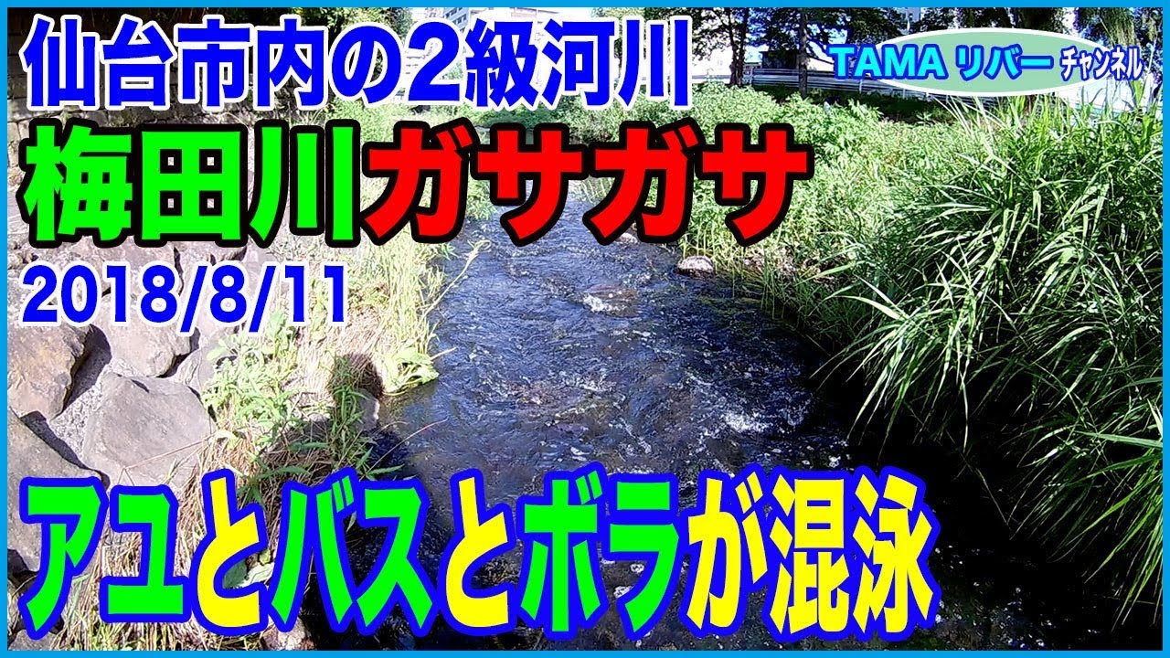 仙台の街中を流れる梅田川をガサる♪  まさかアユが居るとは！【水中動画あり】