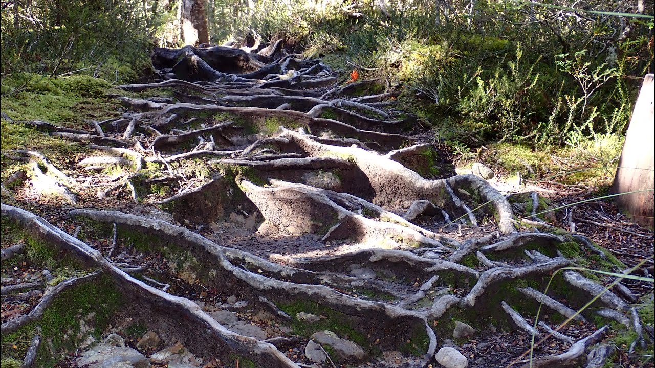 OVERLAND TRACK. A Sandy Weather Adventure. Day 5. Kia Ora to Windy Ridge.